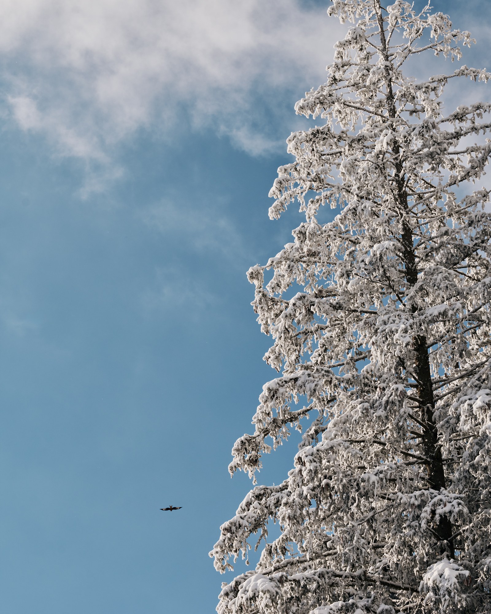 A skier beneath snow-covered trees and blue sky in Adelboden.
